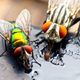 Illustration for article titled Shooting Challenge: Bugs 4